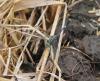 Orthetrum sabina
